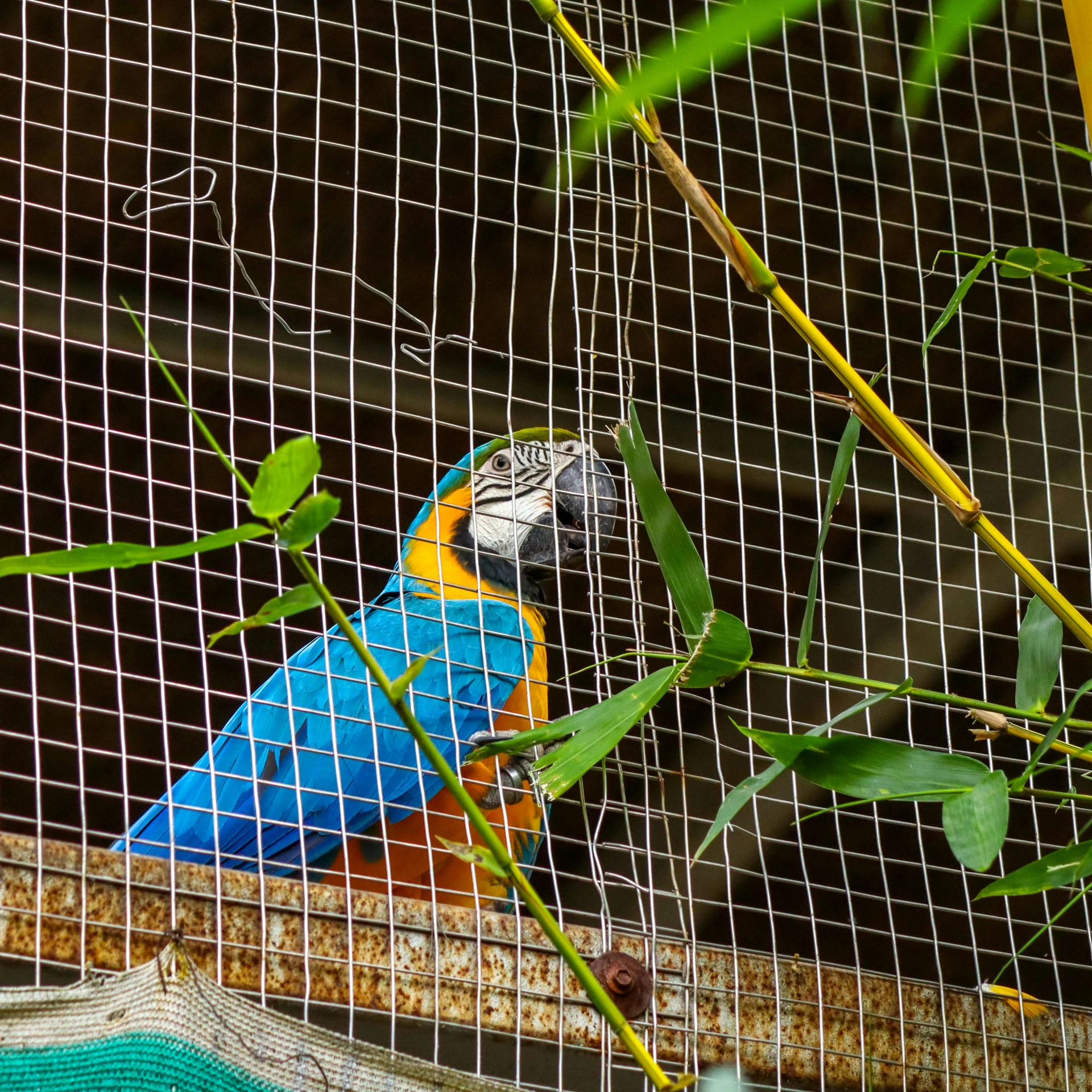 a colorful bird that is perched in a cage