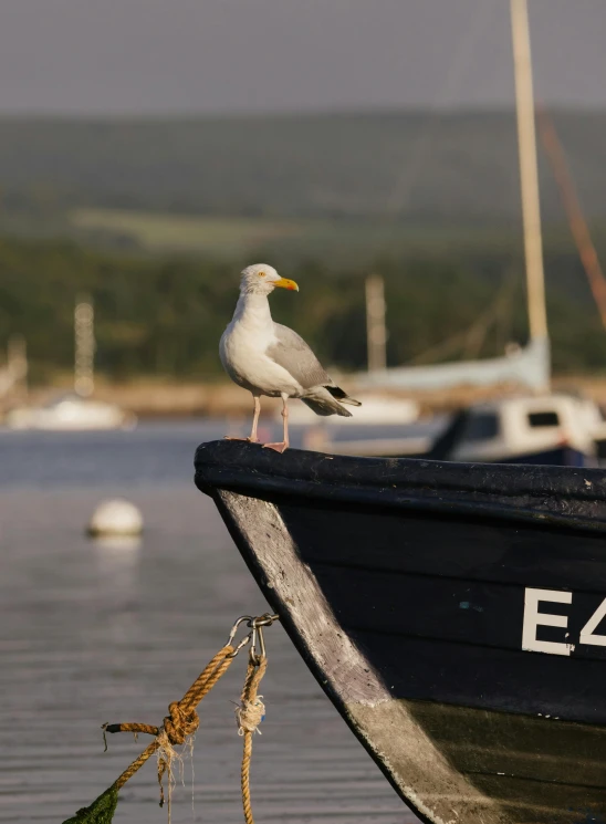 a seagull sitting on the side of a small boat on water