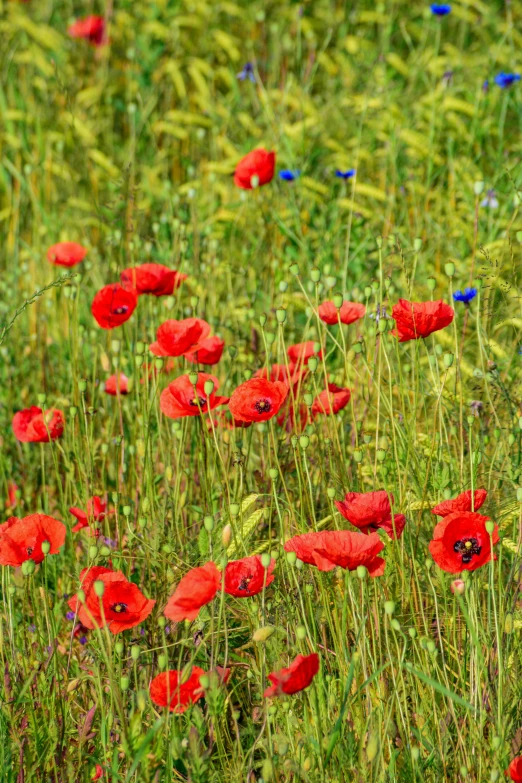 a field with red flowers and green grass