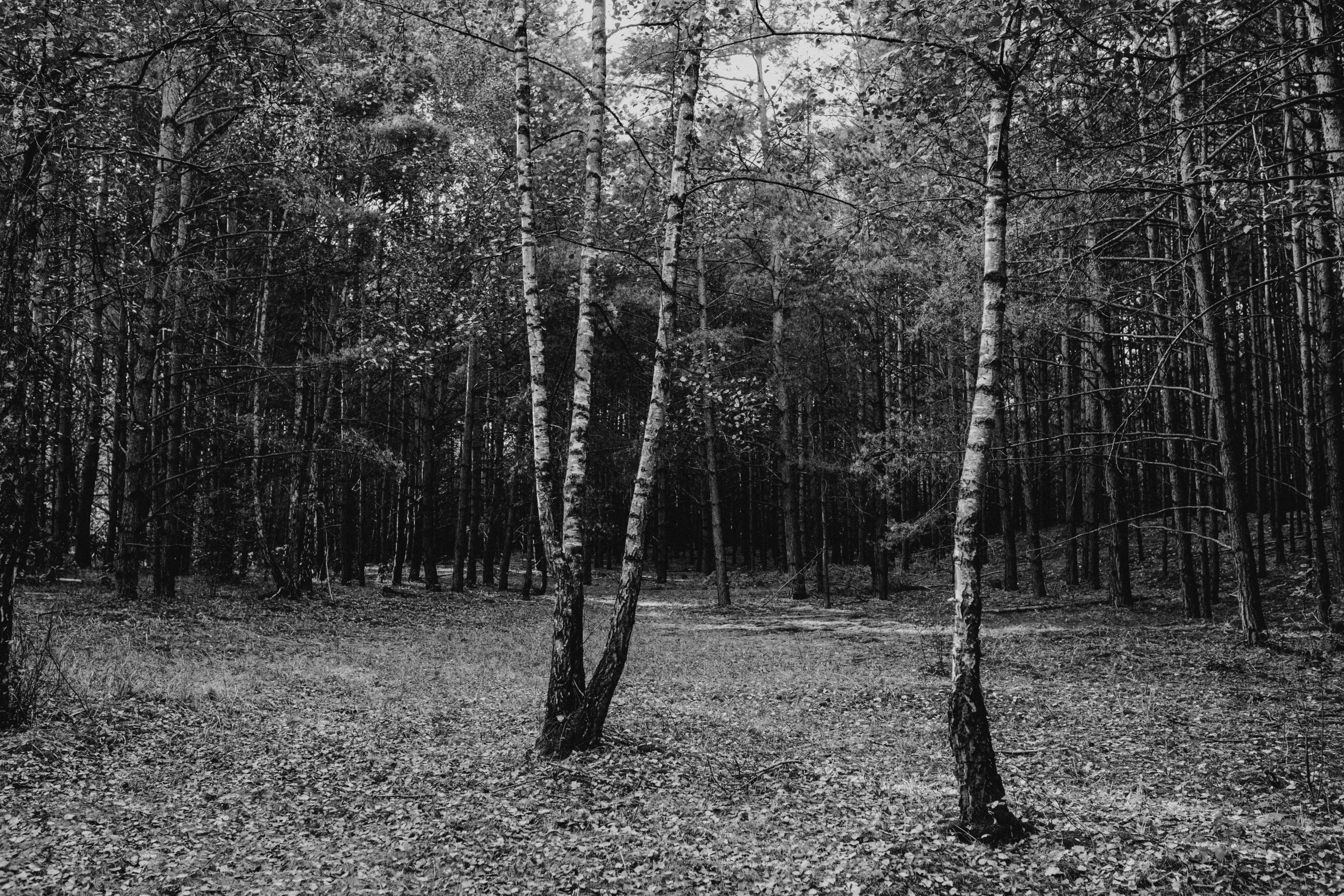 the trees are standing in a black and white po