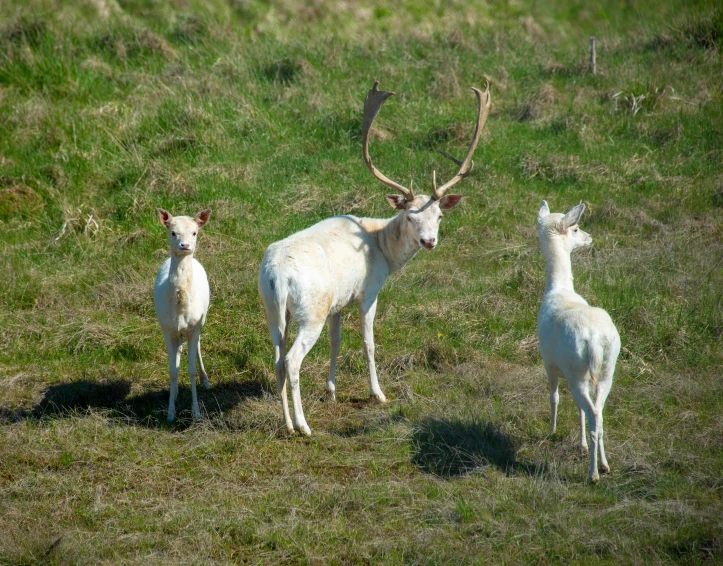 three goats with antlers standing in grassy field