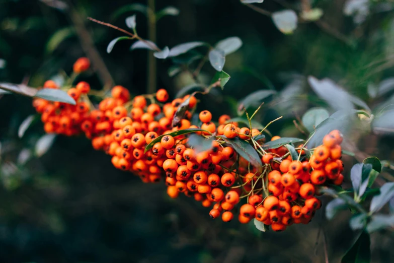 a bush of berry that is growing on a tree