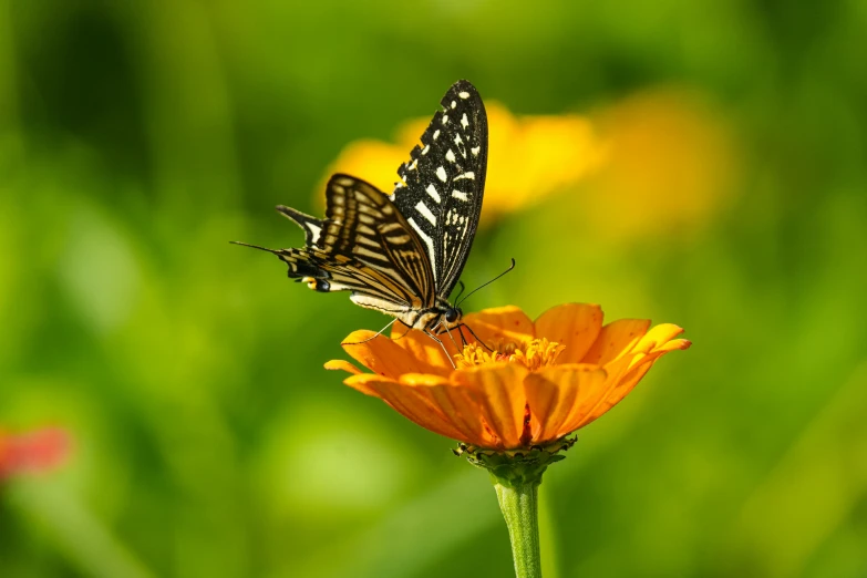 two erflies flying and sitting on an orange flower