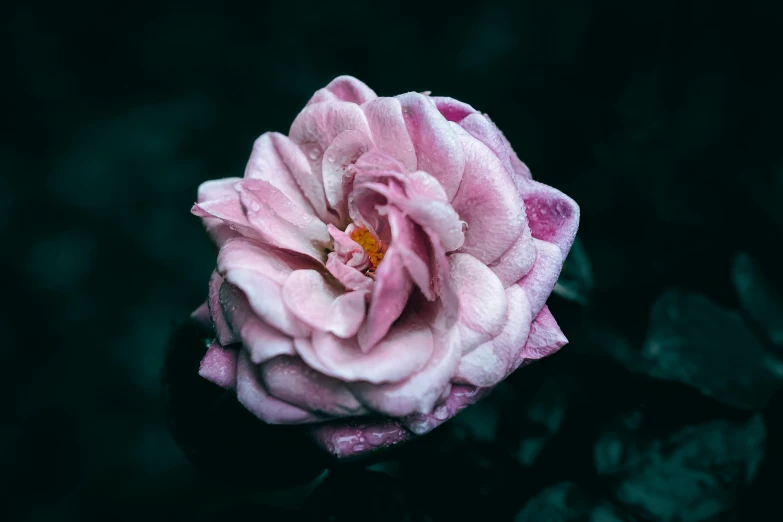 the large flower has a pink center on top