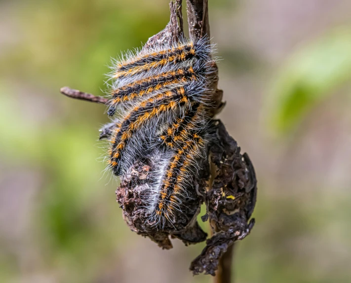 the caterpillar sits on a stalk with one leg still attached to the other