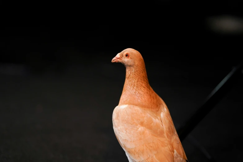 a brown and white pigeon is on a dark background