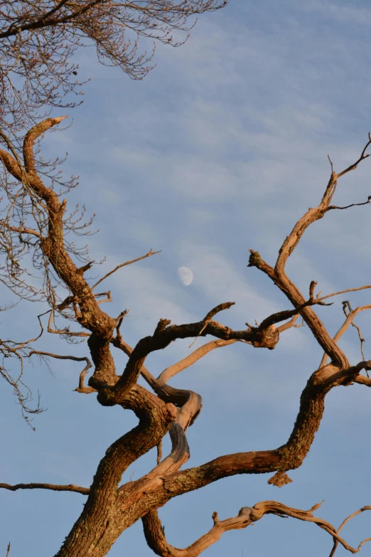 a tree with the moon in a cloudy sky