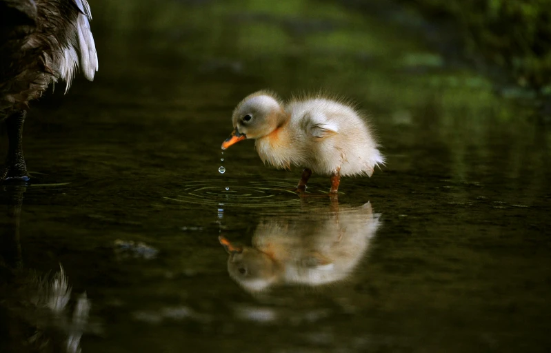 a duckling drinking water from a body of water