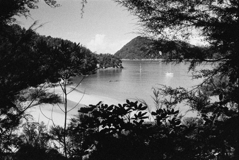 a black and white pograph of trees near water