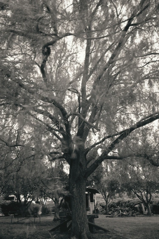 an old, old tree has a cat sitting on it