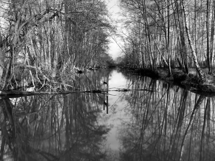 a black and white image of trees reflecting in a stream