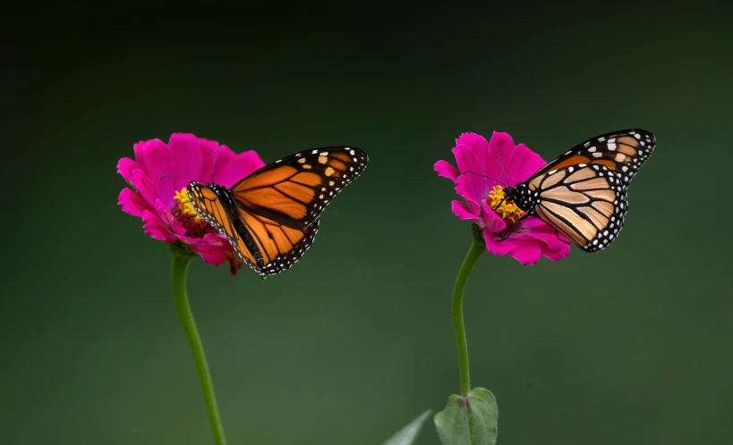 two erflies that are on a pink flower