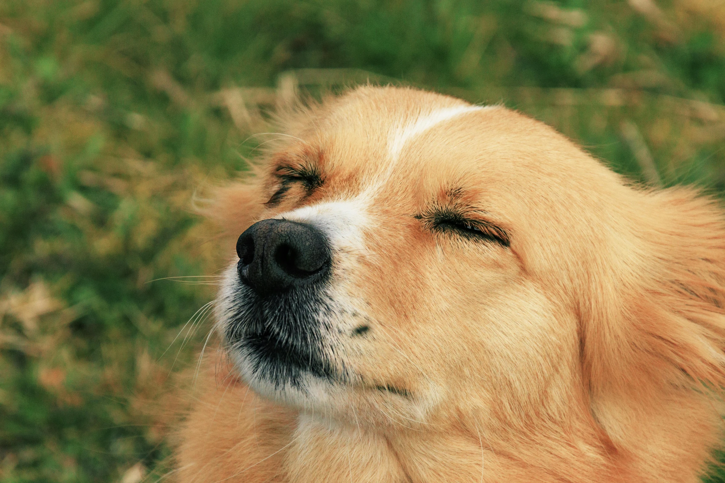 a brown and white dog with eyes open