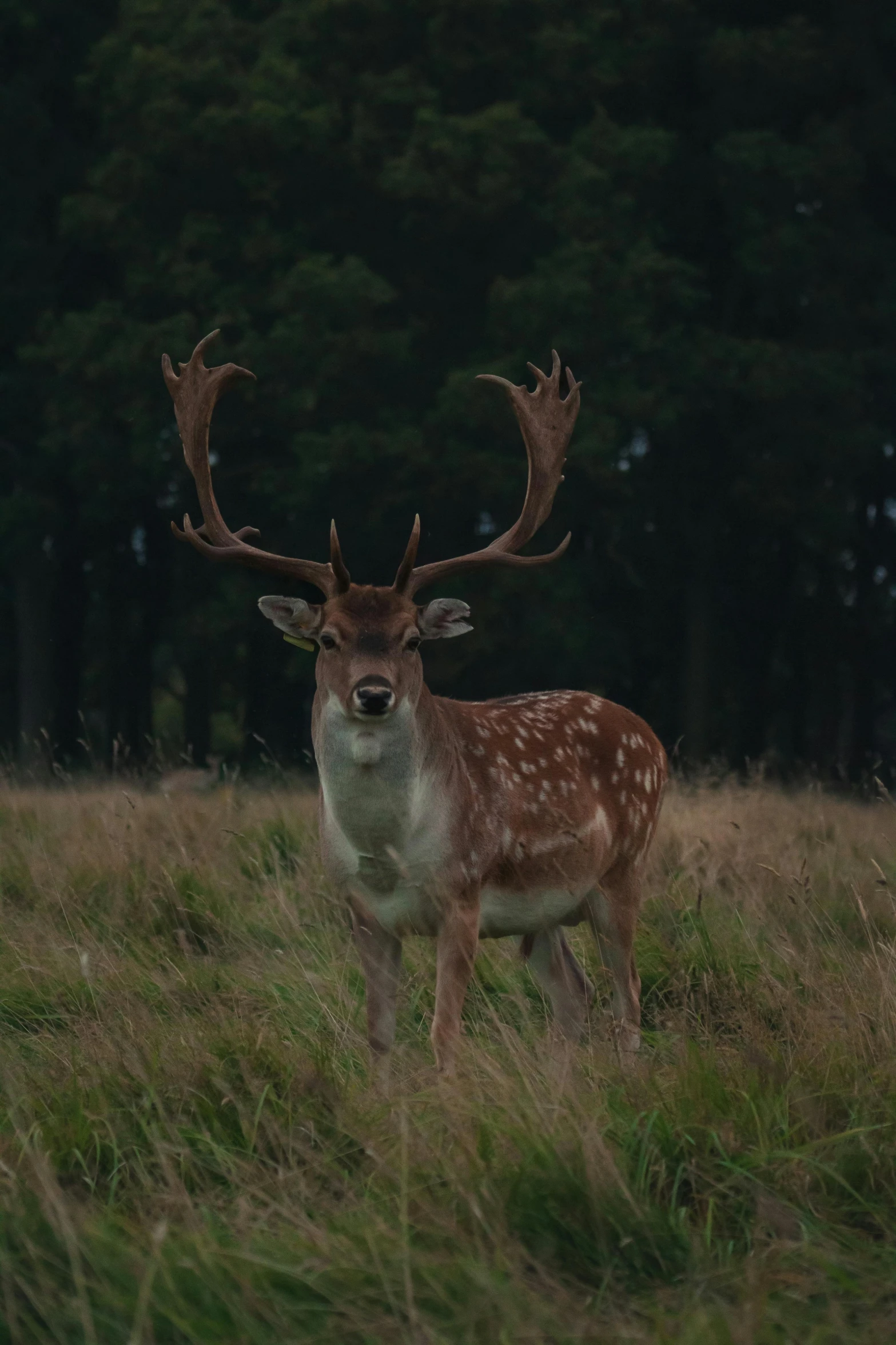 a deer with large horns standing in the grass