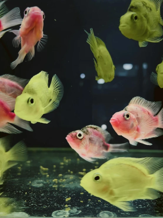 an aquarium containing fish swimming through water