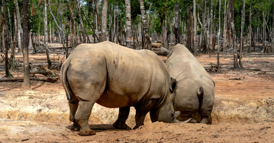 two rhinos facing each other with their back to each other