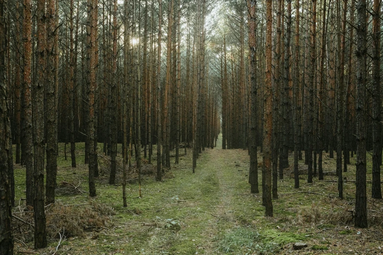 a forest path with trees lined both sides