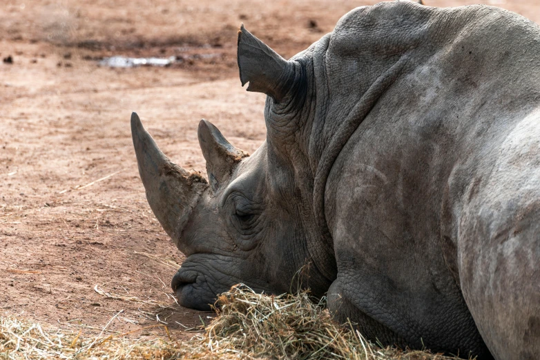 a rhino is lying down eating some grass