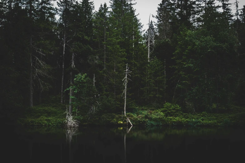 trees reflecting in the water surrounded by land