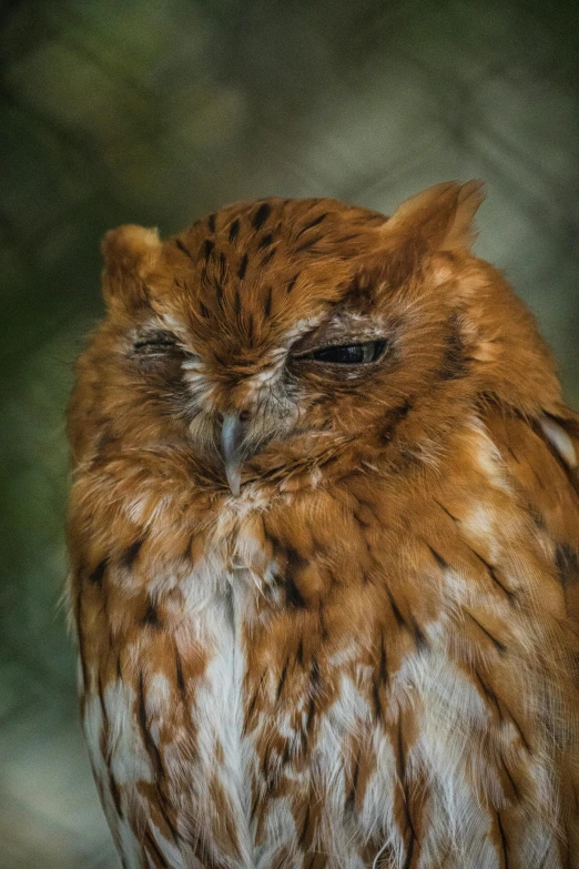 a brown and white bird with a blurry background