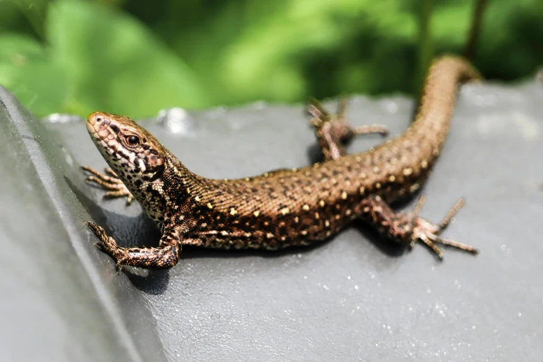 a lizard that is walking on the edge of a wall