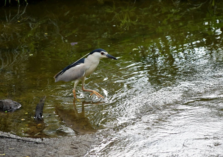 a large bird standing in shallow water next to small birds