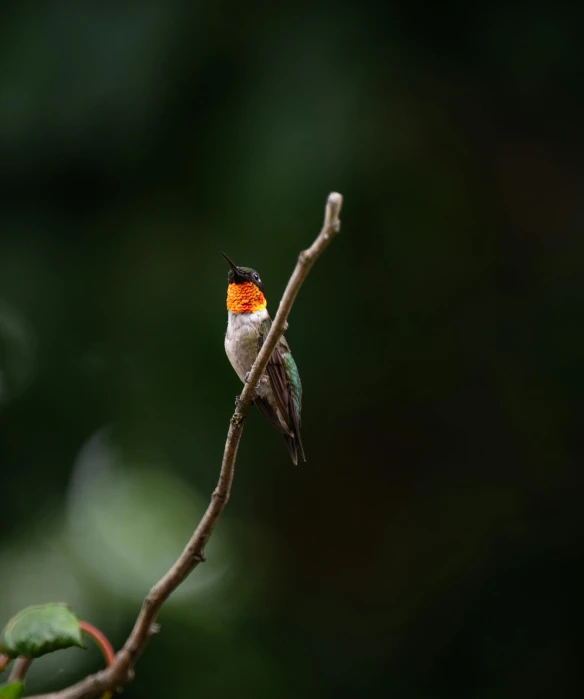 the bird is sitting on a nch with orange on it's head