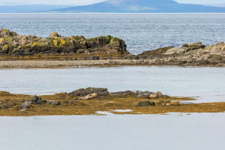 an animal grazing on grass next to water and rocks