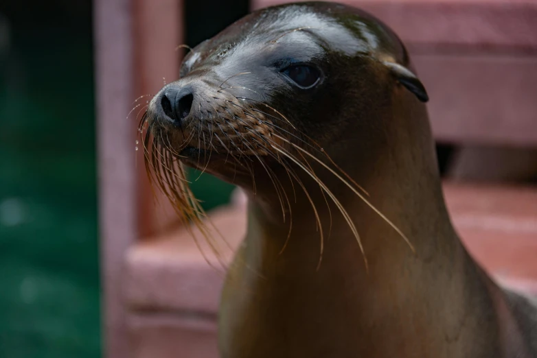 a brown seal has long hair and a nose