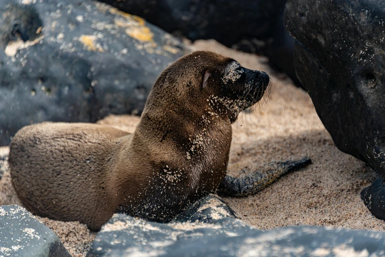 there is a seal sitting next to some rocks