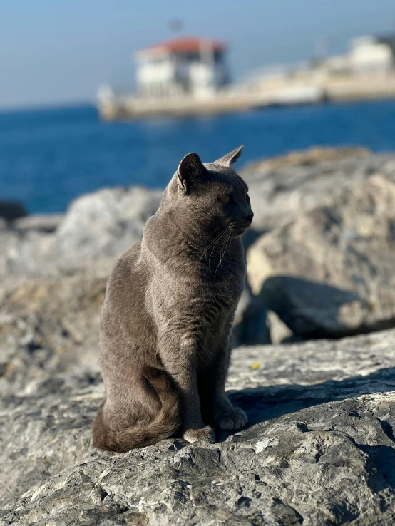 there is a cat that is sitting on a rock