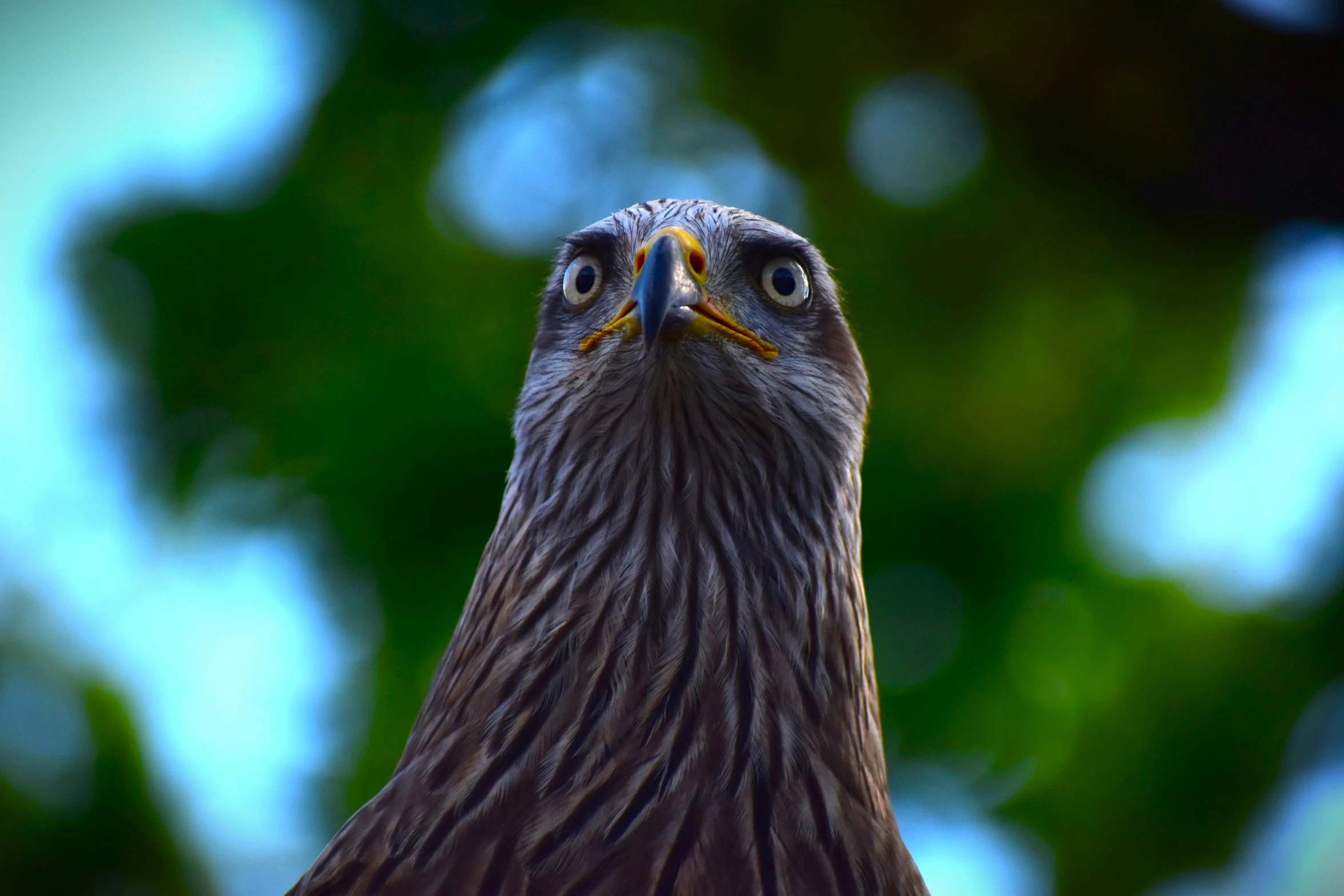 a closeup of the face and head of a hawk