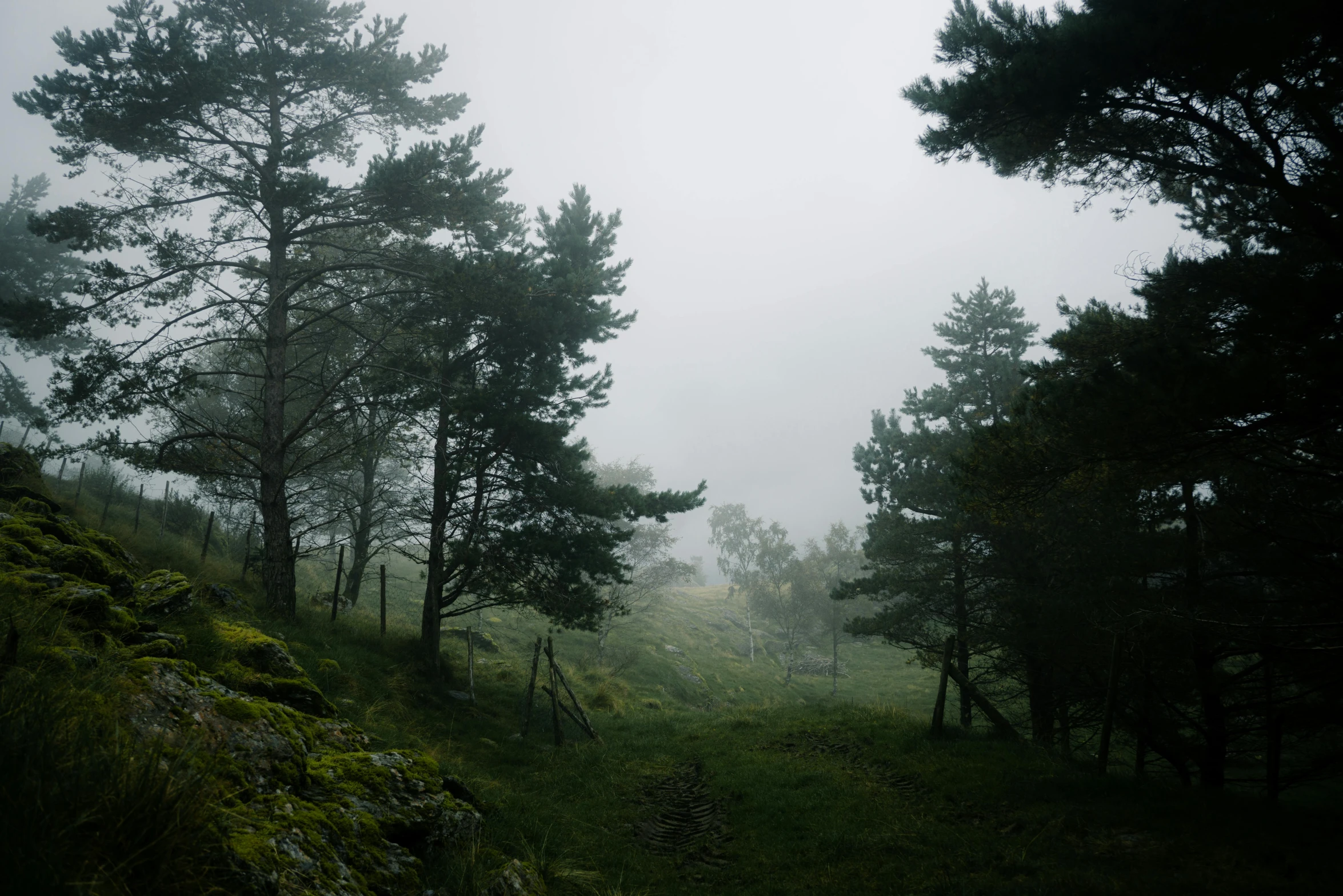 foggy woods on a hill with green grass