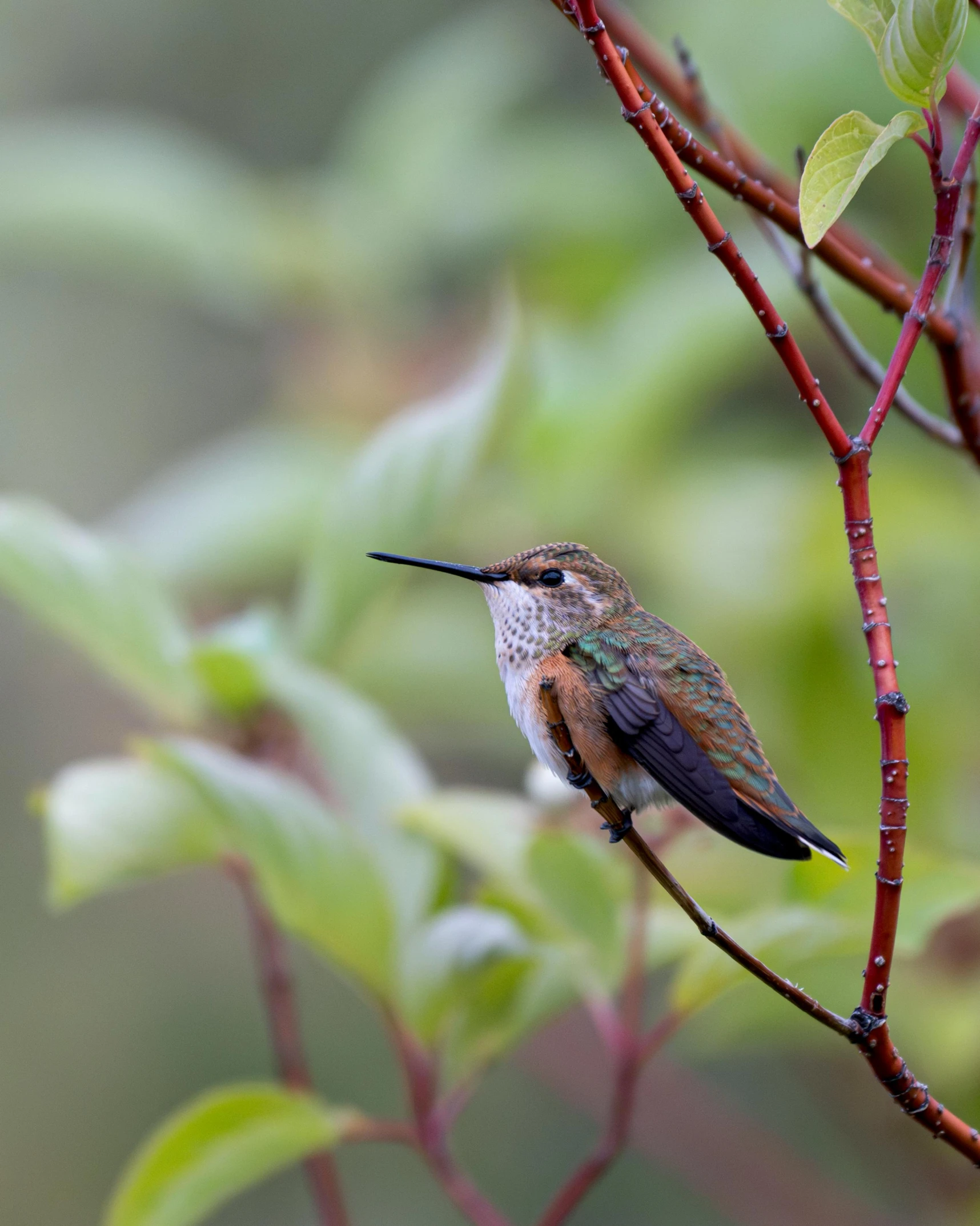 the bird is resting on the limb of the tree