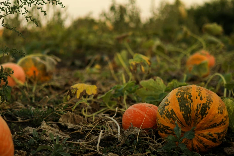 a field with pumpkins on it during the autumn months