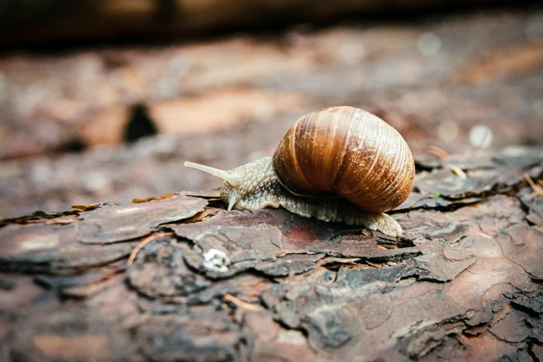 a single snail is crawling on a wood surface