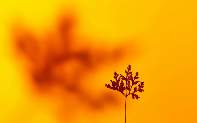 the shadow of a plant over a yellow background