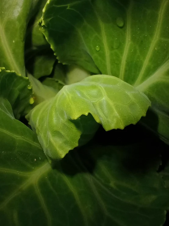 a close - up view of the leaves of a leafy plant