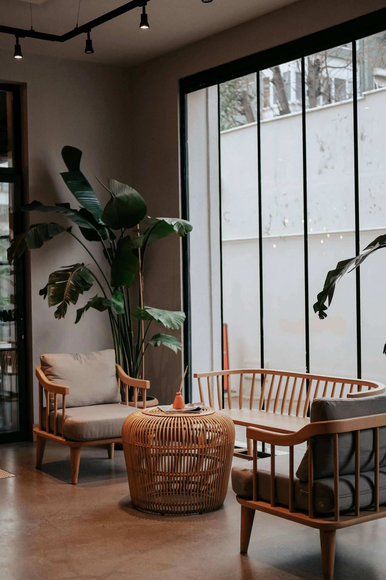 some chairs are arranged around a small potted plant