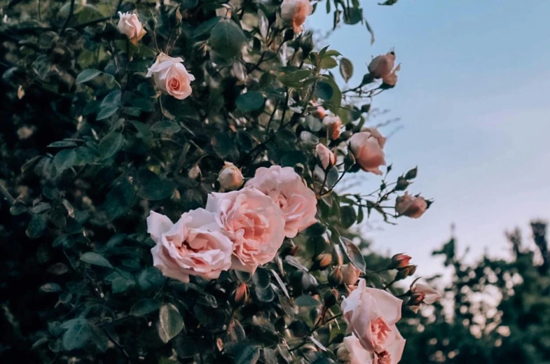 there are pink roses on the vine outside