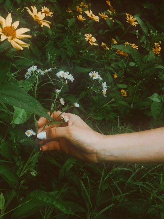 there is someone holding white daisies in their hand