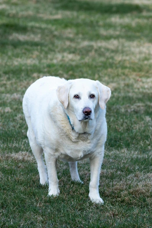 a white dog is standing in the grass