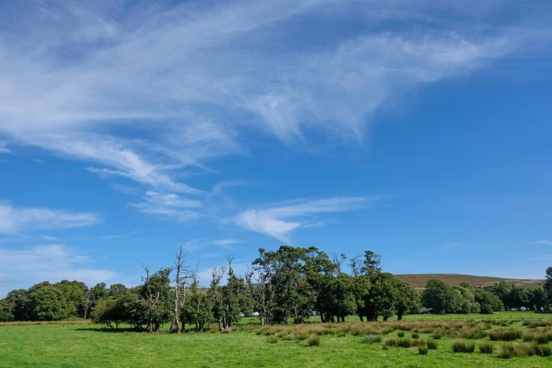 a grassy area with some trees and sky