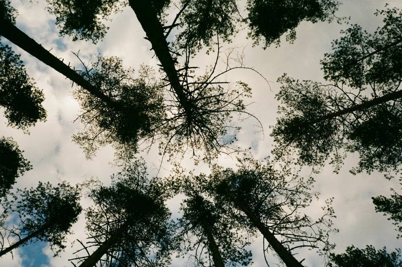 view from below through tall trees of sky and clouds