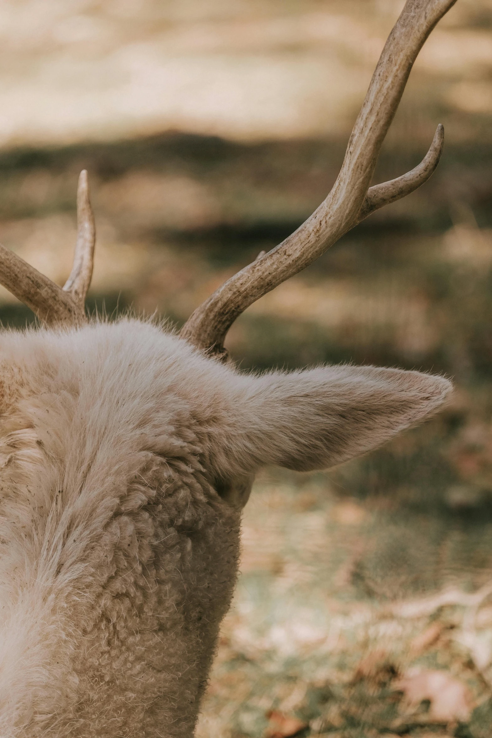 a white animal with antlers sitting next to another