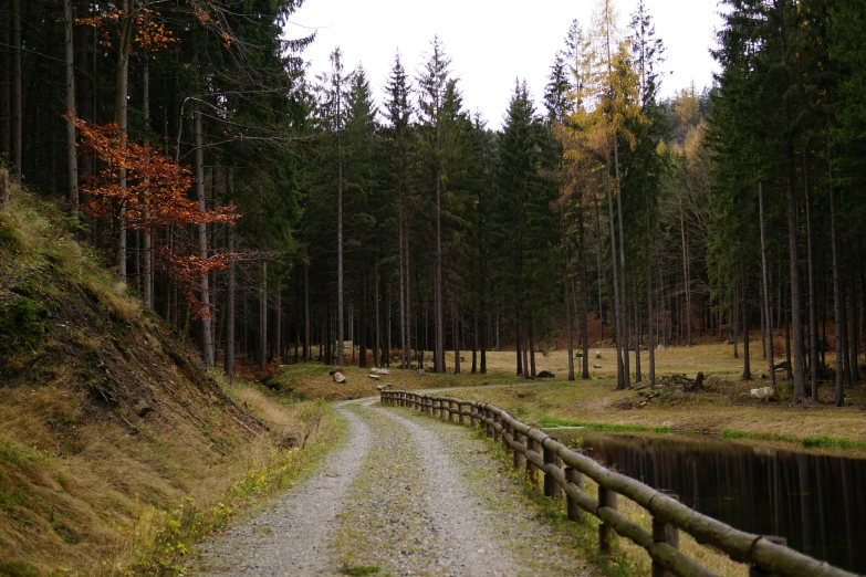 an image of a path that goes into a forest