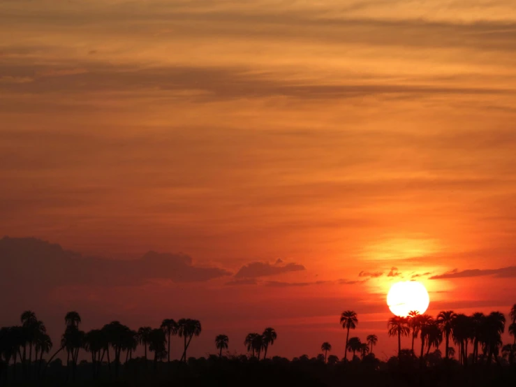 the sun is setting on a field with palm trees