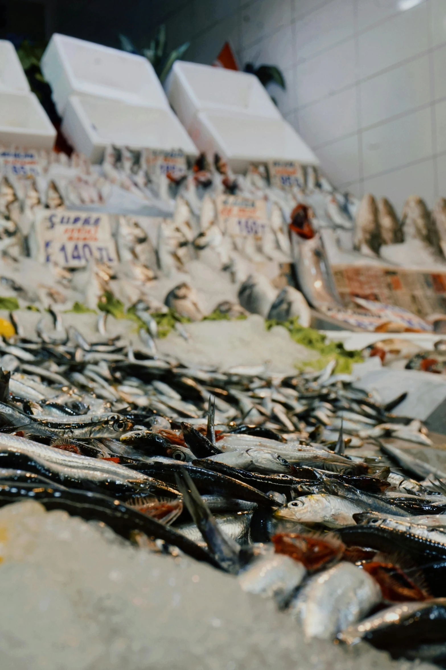 many fish lie together on the sand of a beach