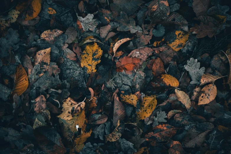 an orange and yellow leaf litter on some rocks