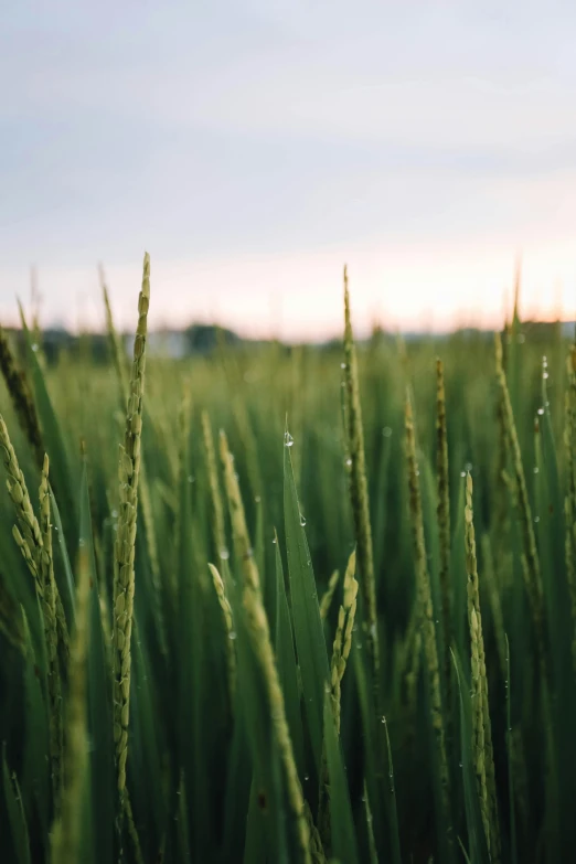 grass with water droplets on the top